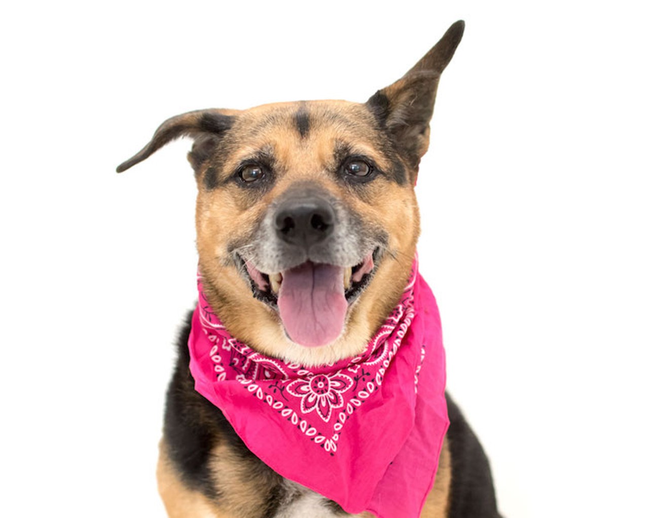 22 adoptable dogs looking for a new companion