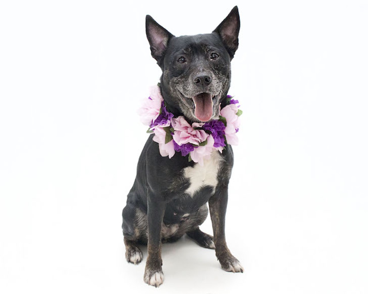 22 adoptable dogs that would love to meet you at Orange County Animal Services