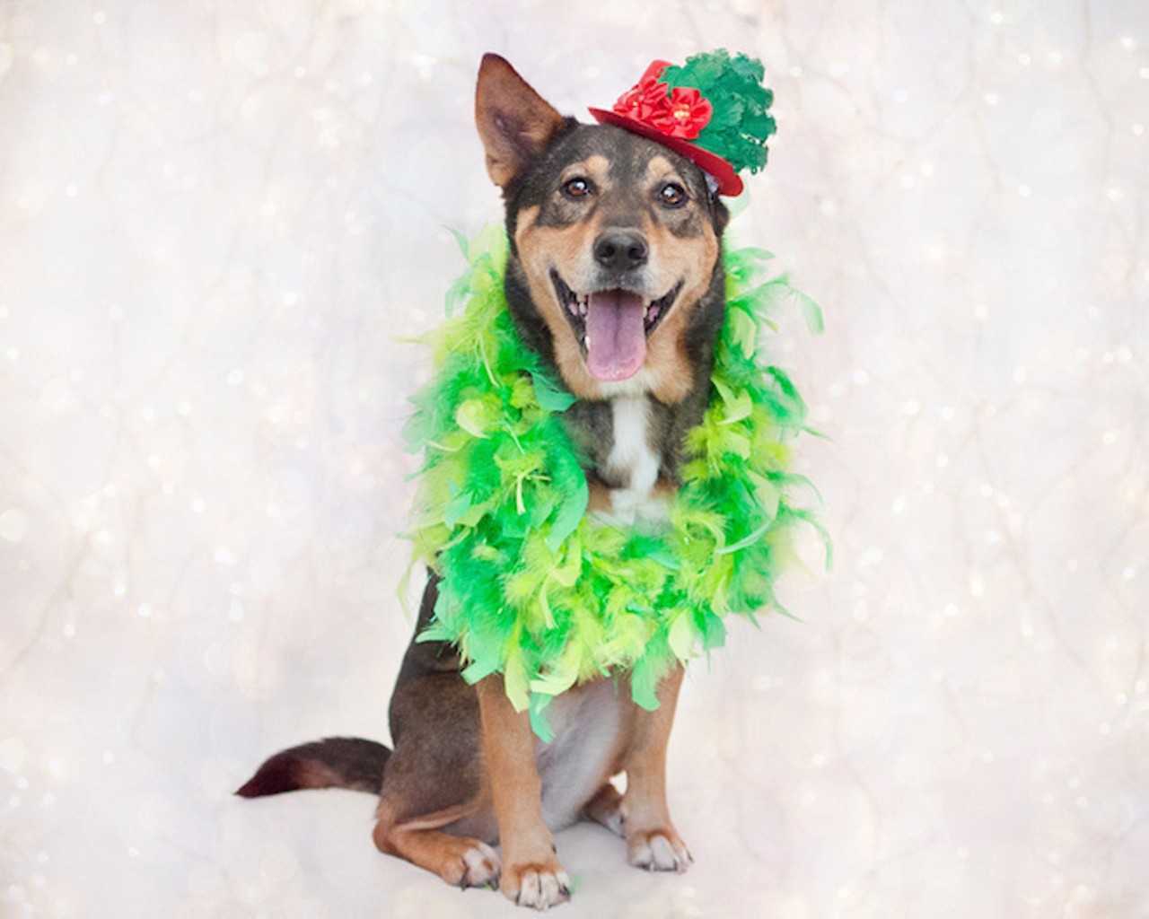 22 adoptable dogs who'll be at Orange County Animal Services giant adoption event on Dec. 20!