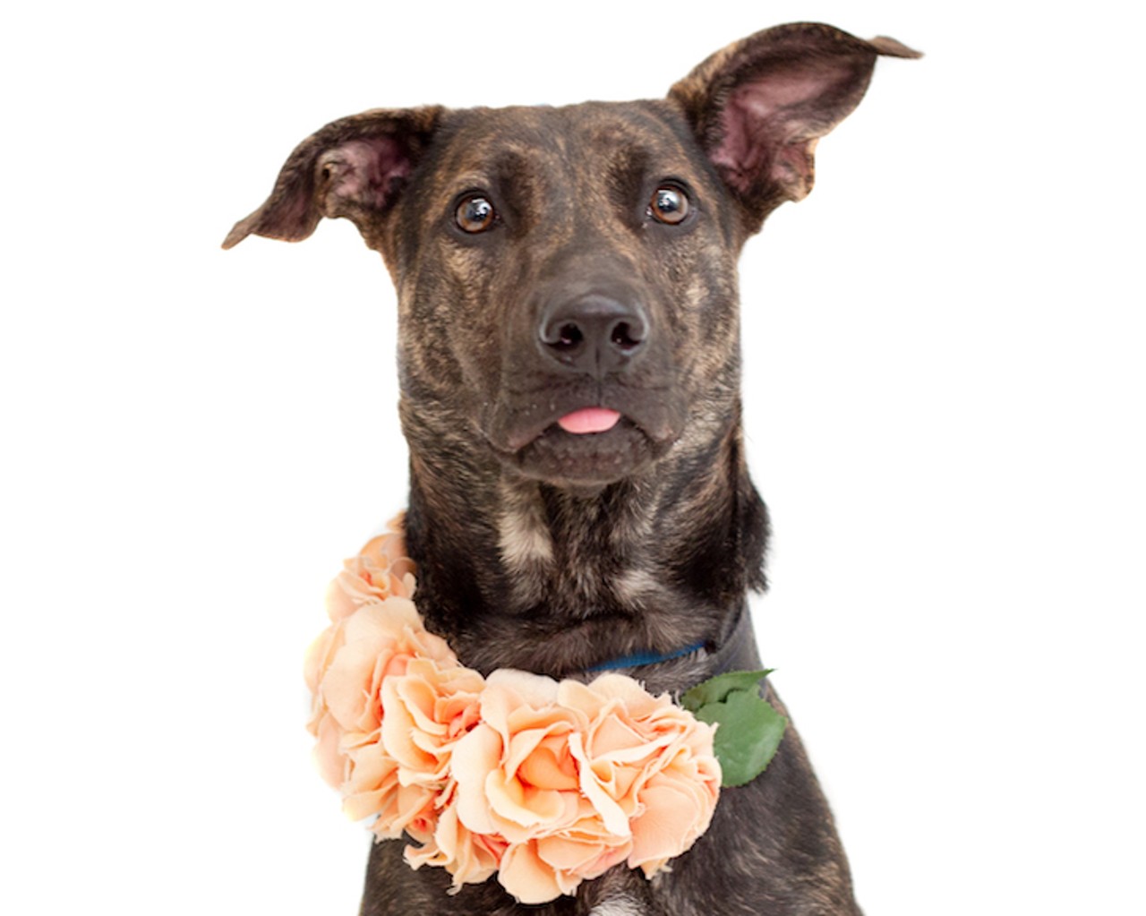 22 adoptable Orange County dogs looking for a new home ASAP