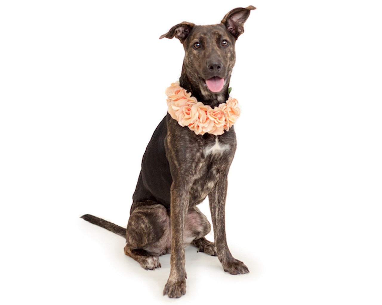 22 adoptable Orange County dogs looking for a new home ASAP