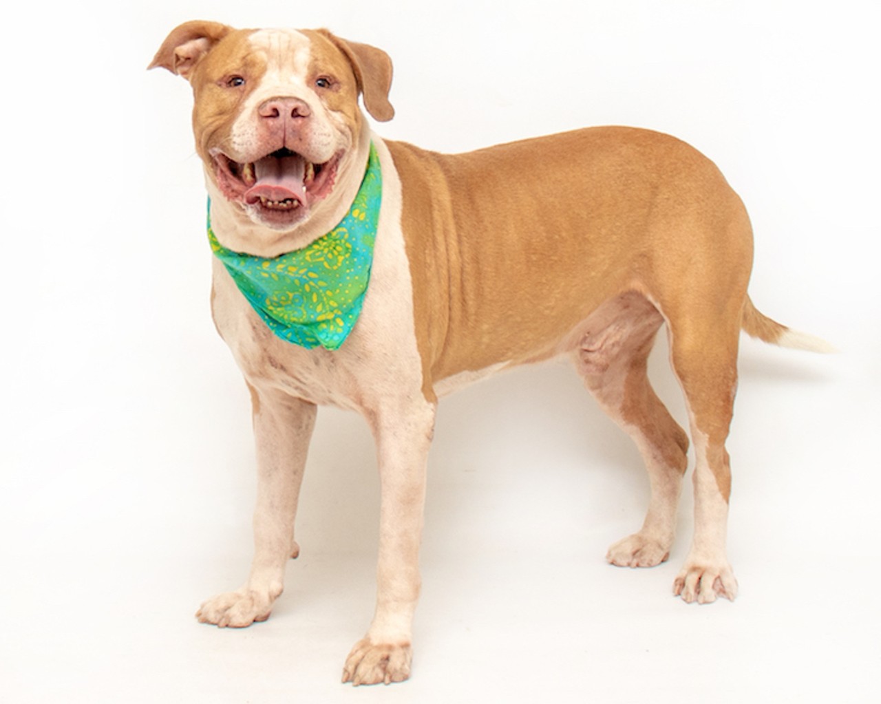 22 adoptable Orange County dogs ready to be your new best friend