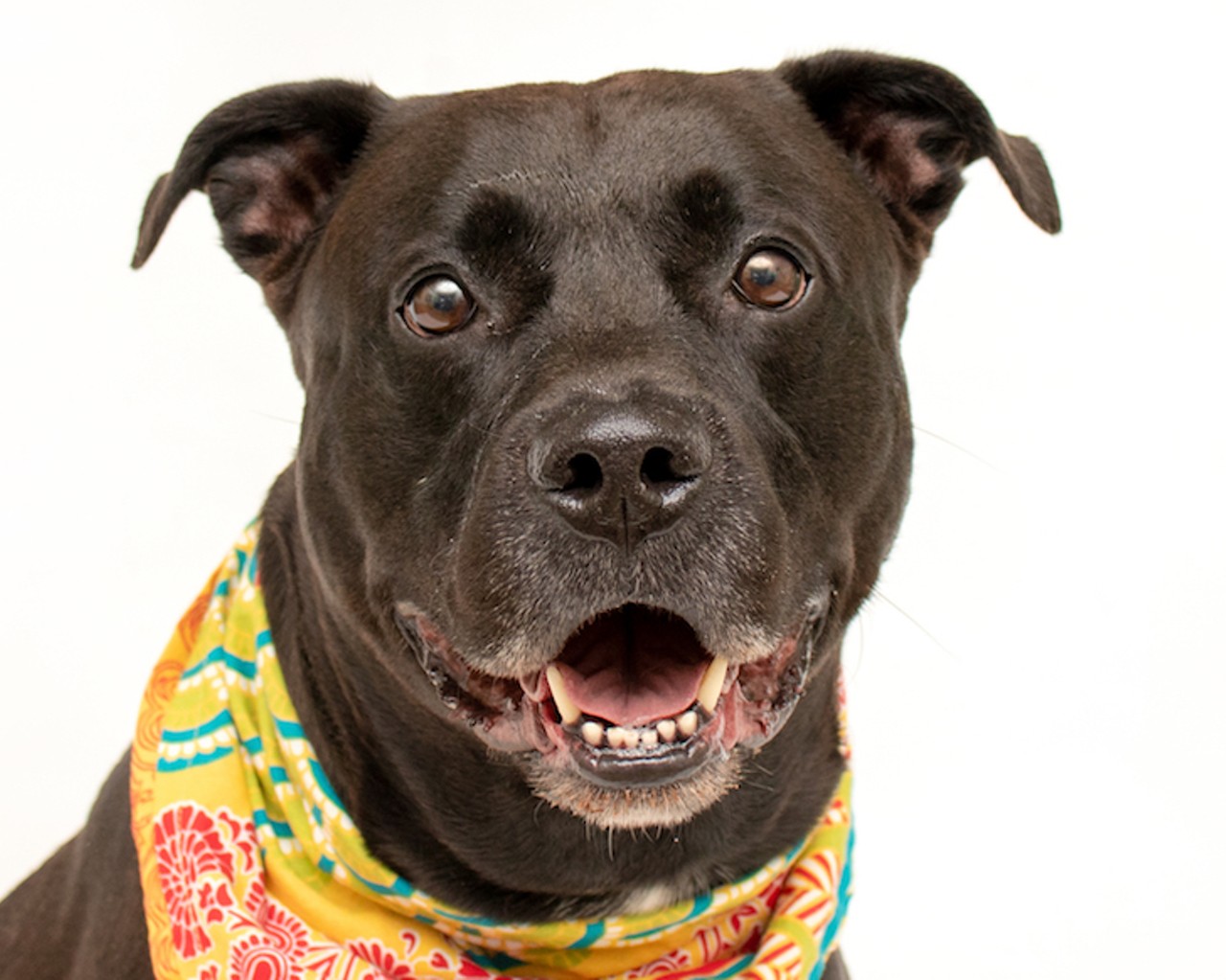 22 adoptable Orange County dogs ready to be your new best friend