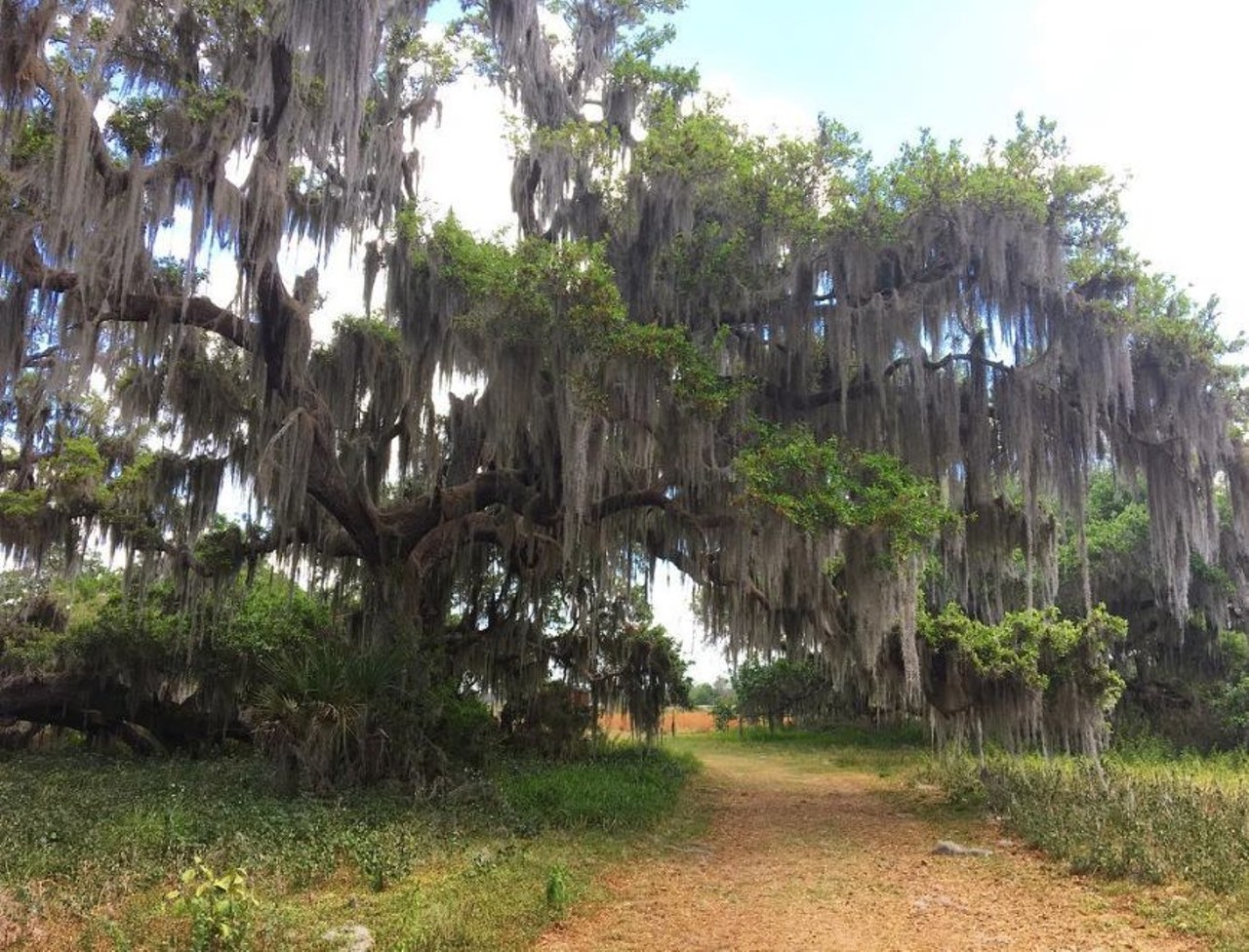 Twin Oaks Conservation Area
2001 Macy Island Road, Kissimmee 
Now serving as a 370-acre conservation area in Osceola County, this area consists of trails that are open for both hikers and equestrians. The 1.9-mile area also features a canoe launch, fishing pier and overnight campsite.
Photo via yoimhales/Instagram