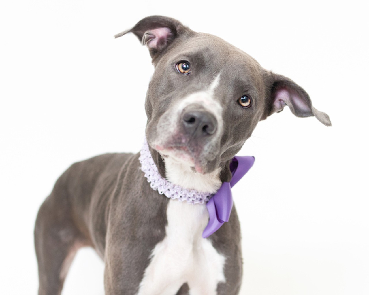 22 darling dogs up for adoption at OCAS who could be your new best friend