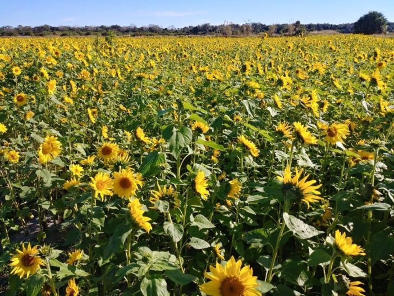 Sledd&#146;s U-Pick Farm 
Burkholm Road and Dixie Way, Mims
Sledd&#146;s over in Mims just replanted their sunflower fields, and hope to be open for picking in mid- to late April. Stop by to pick up some delightful sunflowers this spring.
Photo via Sledd&#146;s U-Pick Farm/Facebook</i