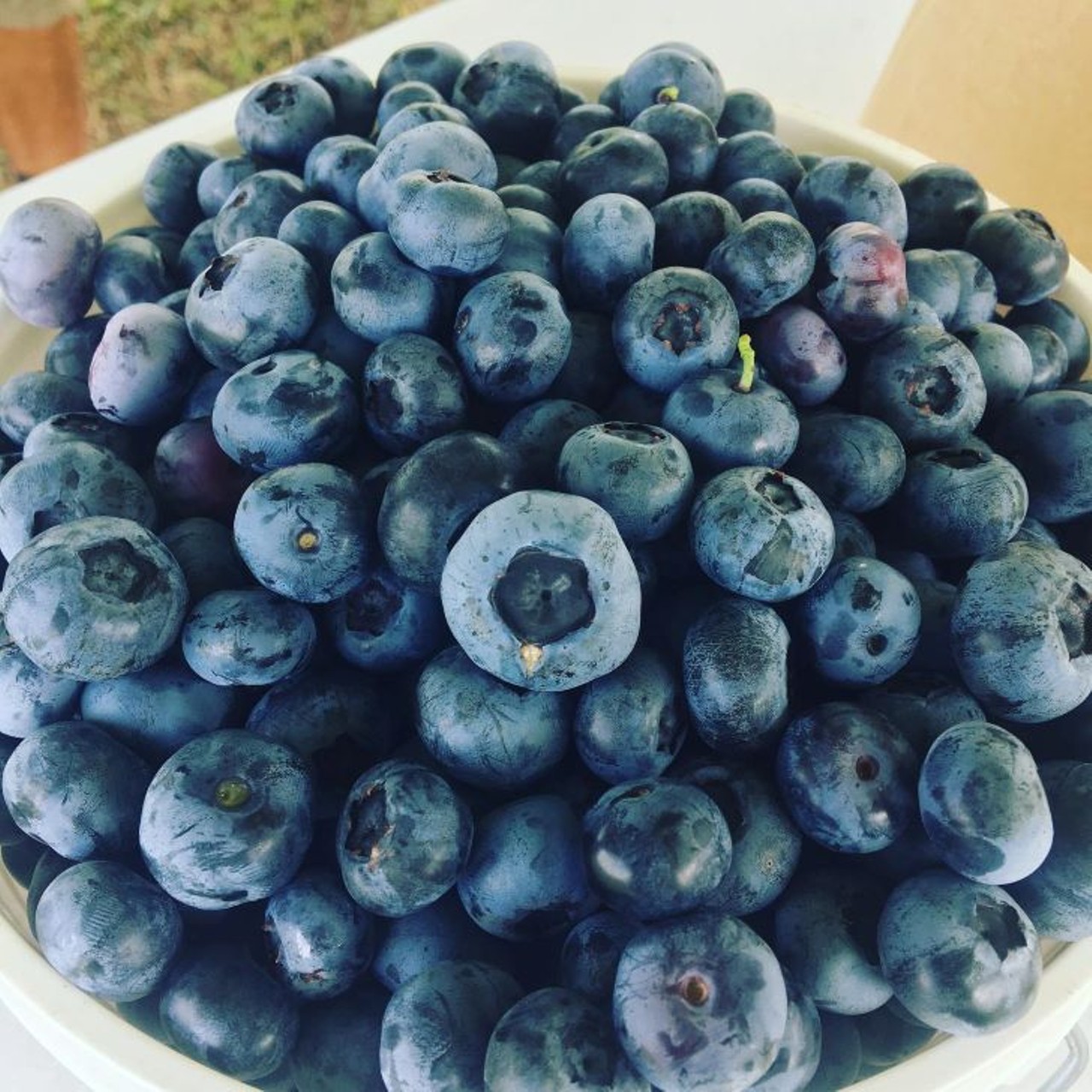 Beck Brothers&#146; Blueberries 
12500 Overstreet Road, Windermere
Though closed until April this year, Beck&#146;s is a popular U-Pick choice. You can pick up plenty of sweet berries, as well as some local honey while you&#146;re there.
Photo via Beck Brothers&#146; Blueberries/Facebook