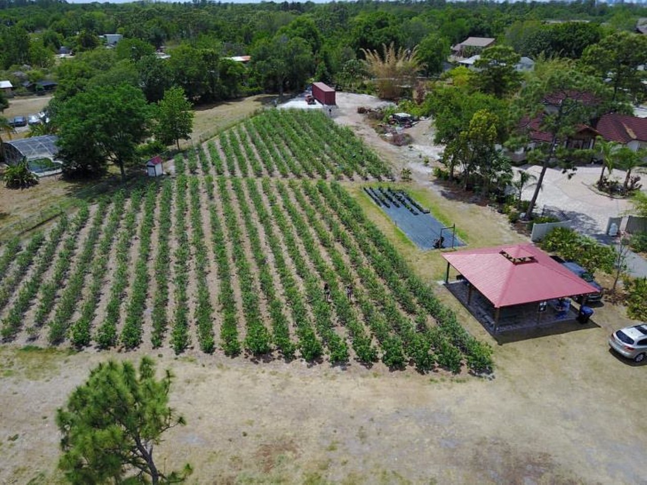 A Patch of Blue, LLC 
2316 Carrington Drive
This is a local community farm that sells home-grown blueberries and strawberries, smack in the middle of Orlando. No need to travel far to taste these delicious berries.
Photo via A Patch of Blue, LLC/Facebook
