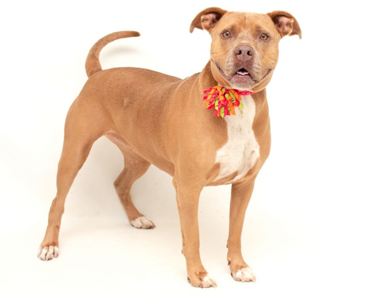 23 adoptable Orange County dogs that would be more than thankful to meet you