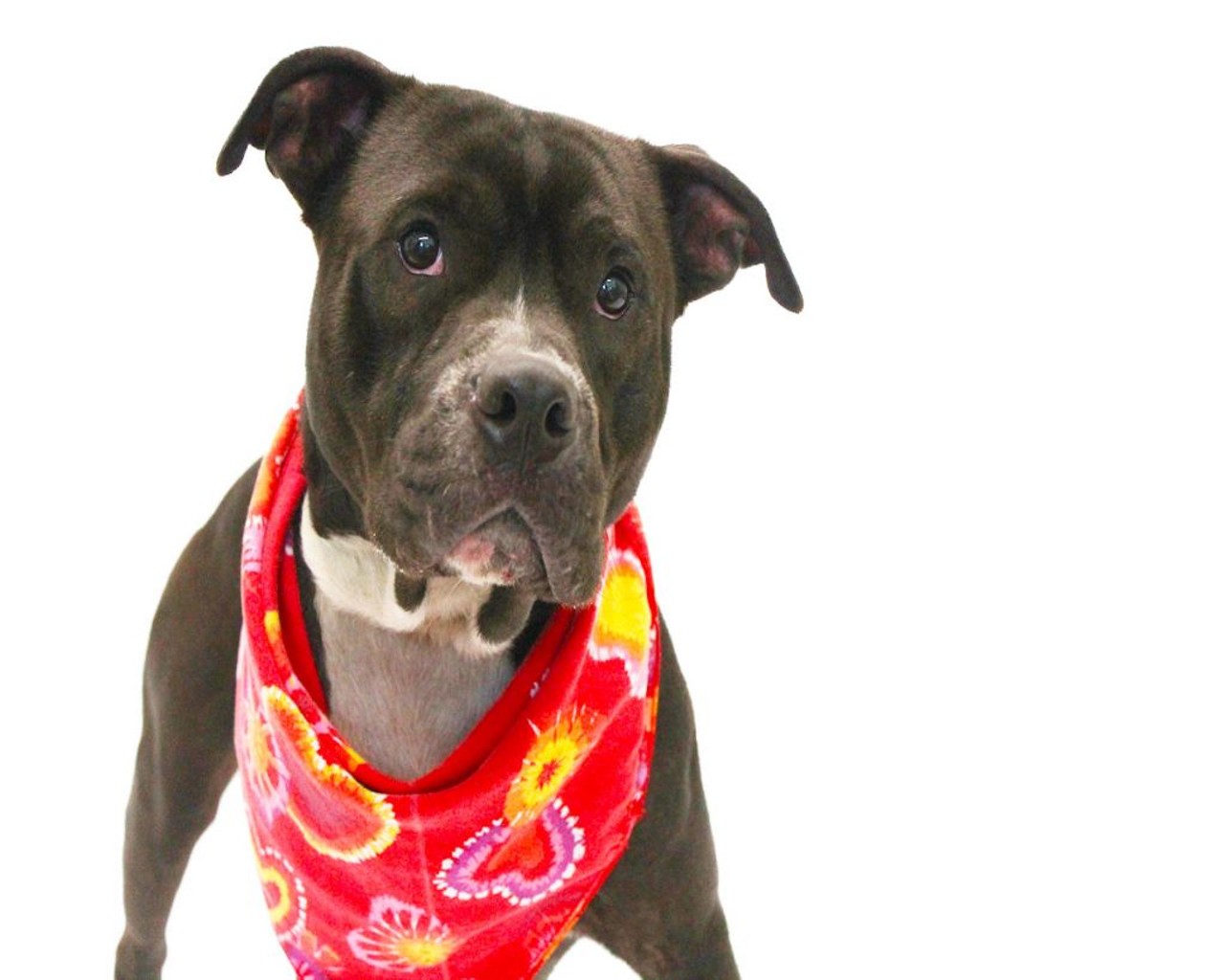 23 adorable dogs just beggin&#146; to be adopted