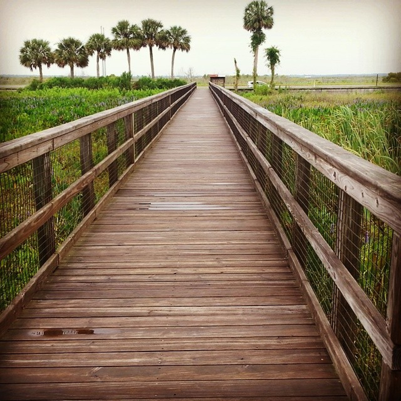 Paynes Prairie Preserve State Park
100 Savannah Blvd., Micanopy, Fla. 32667 | 352-466-3397
Wake up with the sun to the sound of nothing (which is probably why you went camping in the first place) and go for a hike down one of Paynes Prairie&#146;s eight trails. With such little civilization nearby, this is a great place to look up and gaze at the stars.
Photo via wiilykherr on Instagram