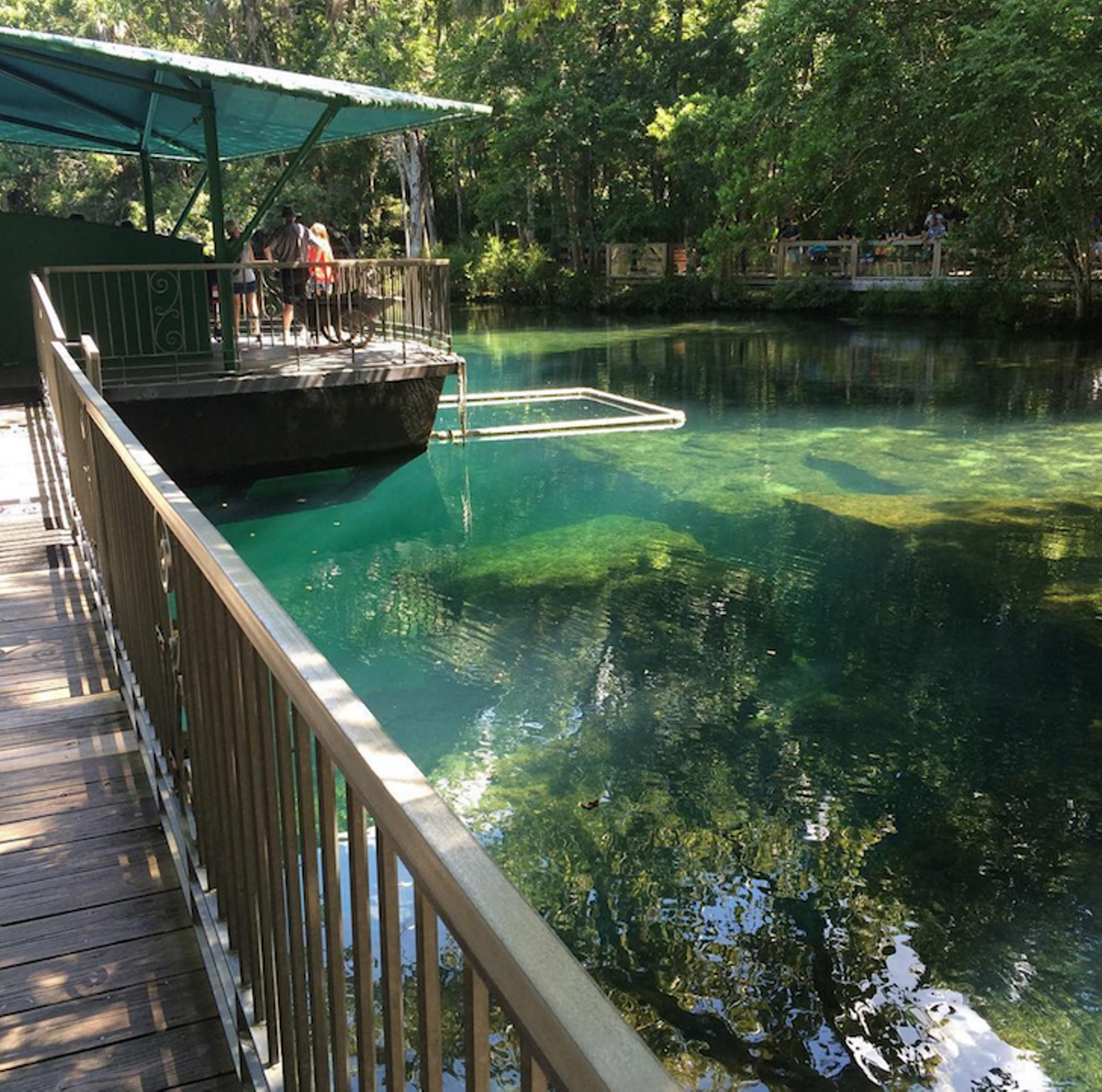 Homosassa Springs
Estimated driving distance from Orlando: 1 hour 32 min.
Visitors are able to see manatees at any time in the year from the park's underwater observatory. The park also showcases native Florida wildlife, including manatees, black bears, and bobcats. Manatee programs are offered three times daily. Camping is available nearby at Covered Wagon Campground, Homosassa River Carefree RV Resort, and Nature Resort Campground. 
Photo via xhalftoothx/ Instagram