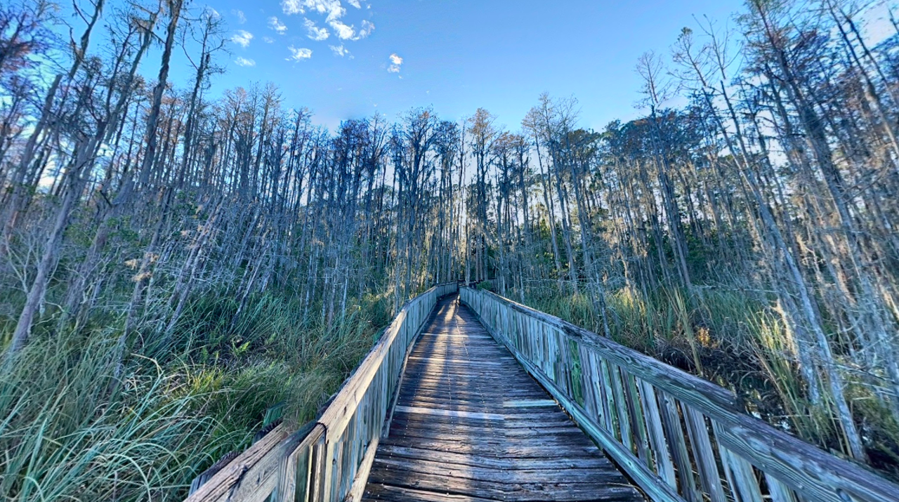 Tibet-Butler Nature Preserve
8777 Winter Garden Vineland Road, Orlando
This walking-only trail is part of a larger preserve which also houses the Vera Carter Environmental Center, home to several educational exhibits and displays. Guests can hike through miles of the walking trail and then learn more about their environment.