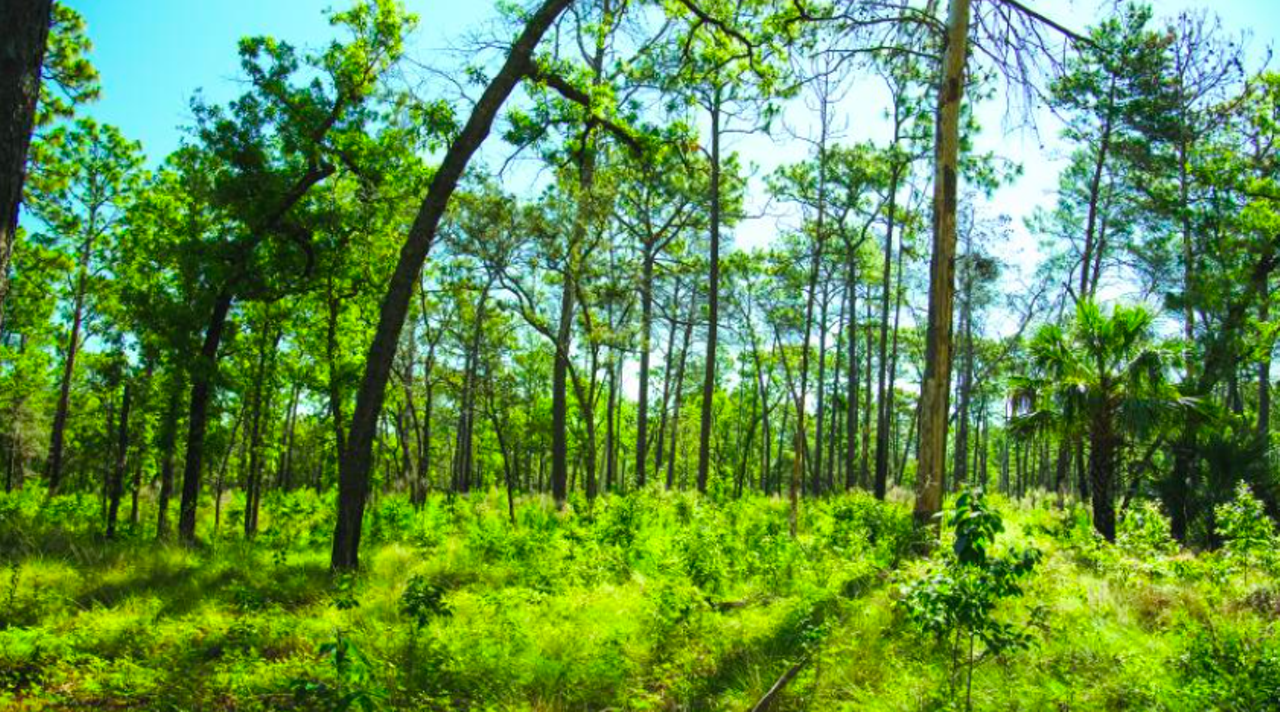 Wekiwa Springs Hiking Trail
1800 Wekiwa Circle, Apopka
Wekiwa is typically known for its crystal-clear springs, but its 10-mile hiking trail will give adventurers another take on the state park’s natural beauty. Hikers typically get to spot white-tailed deer, gopher tortoises, turkeys, bobcats and sometimes even a Florida black bear. The trails here are multi-use, so be prepared to run into the occasional cyclist or horseback rider on your walk.