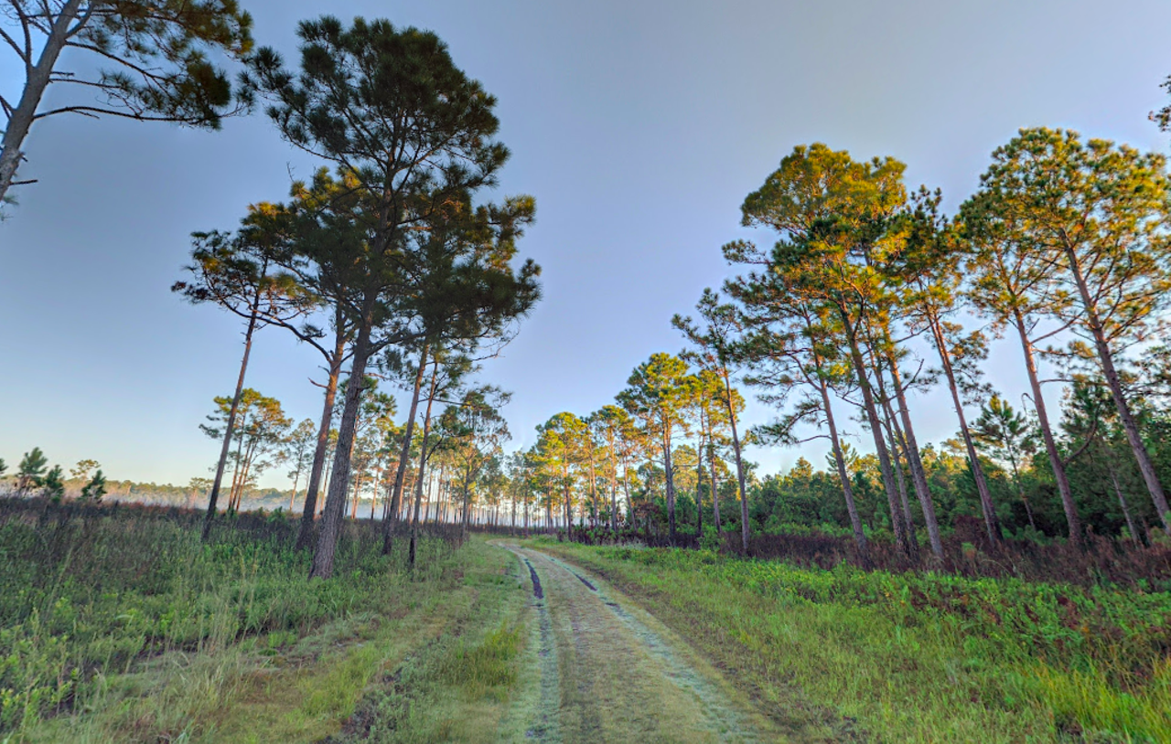 Split Oak Forest
12175 Clapp Simms Duda Road, Orlando
You might have guessed from the name, but this forest was named for a centuries-old oak tree that split down the middle. Hikers can spot the tree while traveling along nearly eight miles of dusty prairie terrain. This network of trails and unpaved roads also veers into land that was once used for cattle operations. Now, it’s mostly home to gopher tortoises and birds.