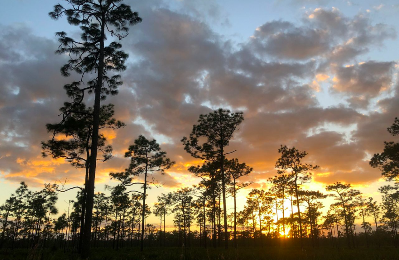 Disney Wilderness Preserve
2700 Scrub Jay Trail, Poinciana
The Disney Wilderness Preserve is an 11,500-acre nature reserve located near Kissimmee. It was originally created through an agreement between Disney, The Nature Conservancy and the state of Florida. This longleaf pine habitat offers a breezy getaway just outside the more sought-after tourist trap.