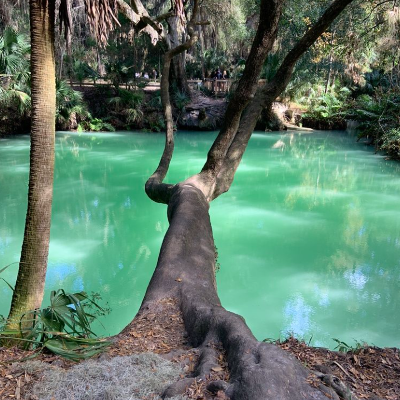 Green Springs State Park
994 Enterprise Osteen Road, Deltona
Known largely for its naturally occurring (that's right) green sulfur springs, this state park also offers an extensive scenic trail system perfect for viewing the pristine waters while hiking. The preserve covers 31 acres of land with scenic overlooks and pavilions scattered across the nature trails.