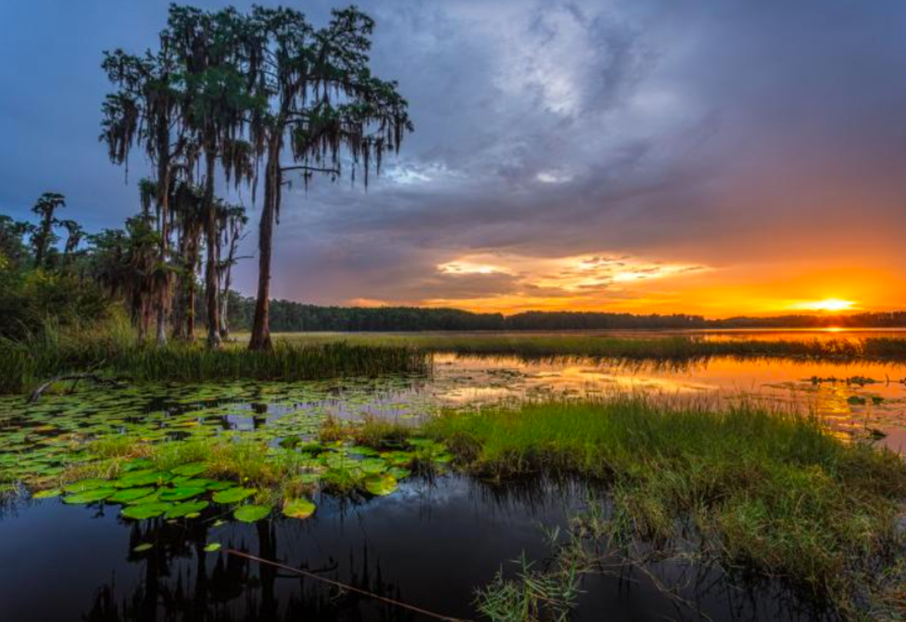 Lake Louisa State Park
U.S. 27 Highway 27, Clermont
This four-mile one-way hiking trail showcases the habitats found along the shores of Lake Louisa, from scrublands to cypress groves.