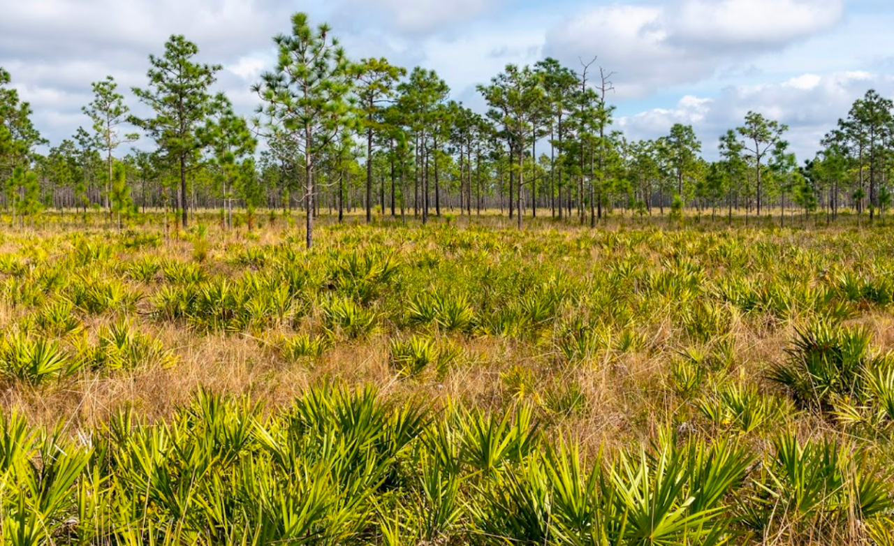 Hal Scott Preserve
5150 Dallas Blvd., Orlando
You’ll probably spot some planes overhead on this vast swath of prairie land located right outside Orlando International Airport. The trail is a five-mile flat path, perfect for hikers of all ages and abilities.