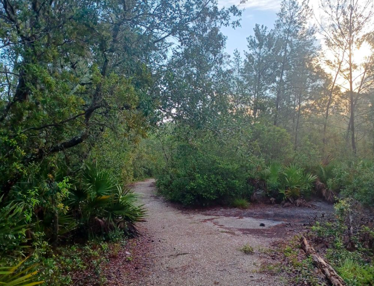 Black Hammock Wilderness Area
3276 Howard Ave., Oviedo
This 700-acre property was acquired as part of a comprehensive effort to preserve significant habitat along the shores of Lake Jesup. The hiking paths offer an approximately 4.5 miles of trails, bringing hikers through mixed hardwood swamp, sand pine scrub, pine flatwoods and more. It's not hard to spot wildlife on this trail, like the barred owl, white-tailed deer, bobcats and snakes. The trails are open to hikers, bikers and any other outdoor enthusiasts.