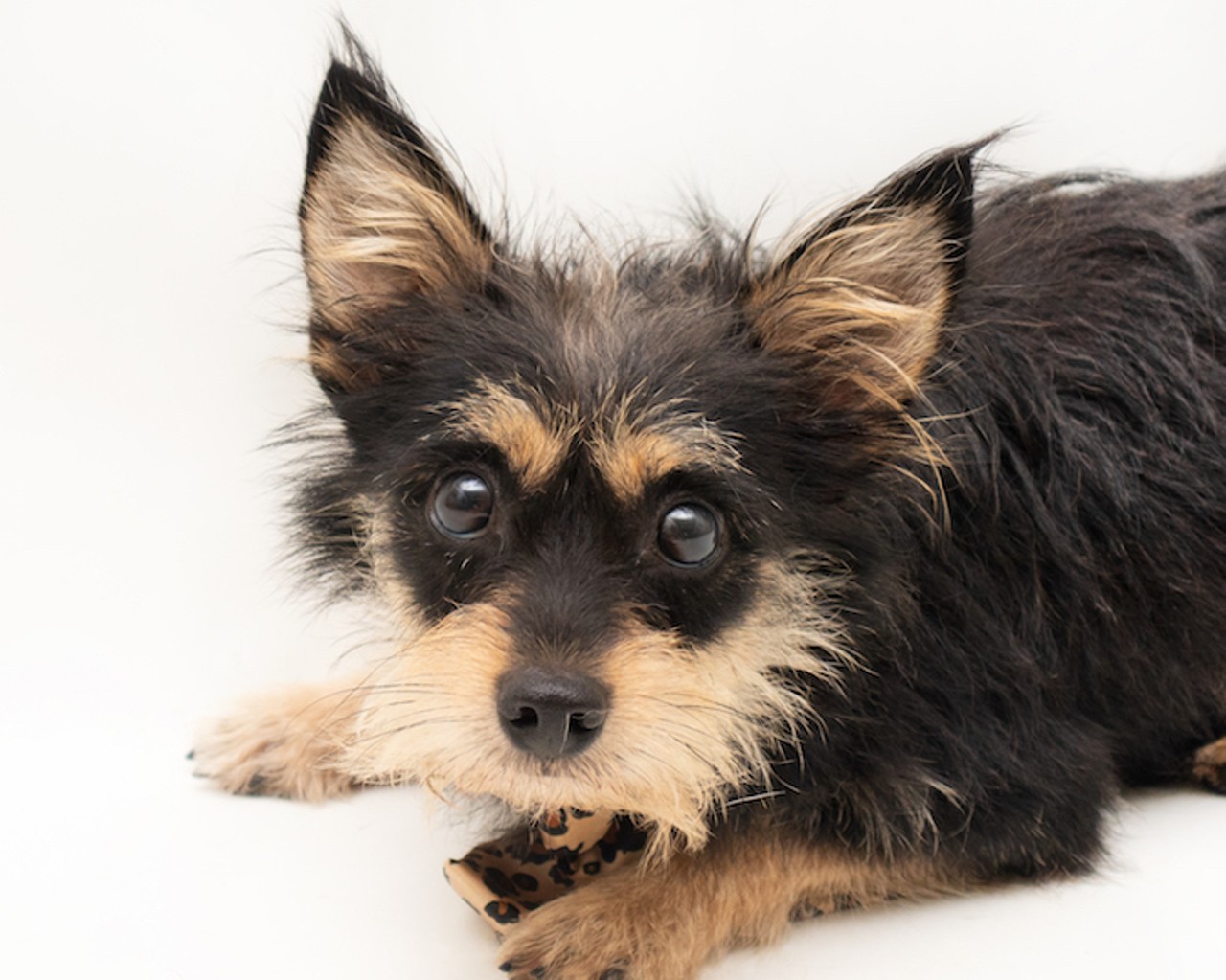 24 absolutely adorable, adoptable dogs in Orange County