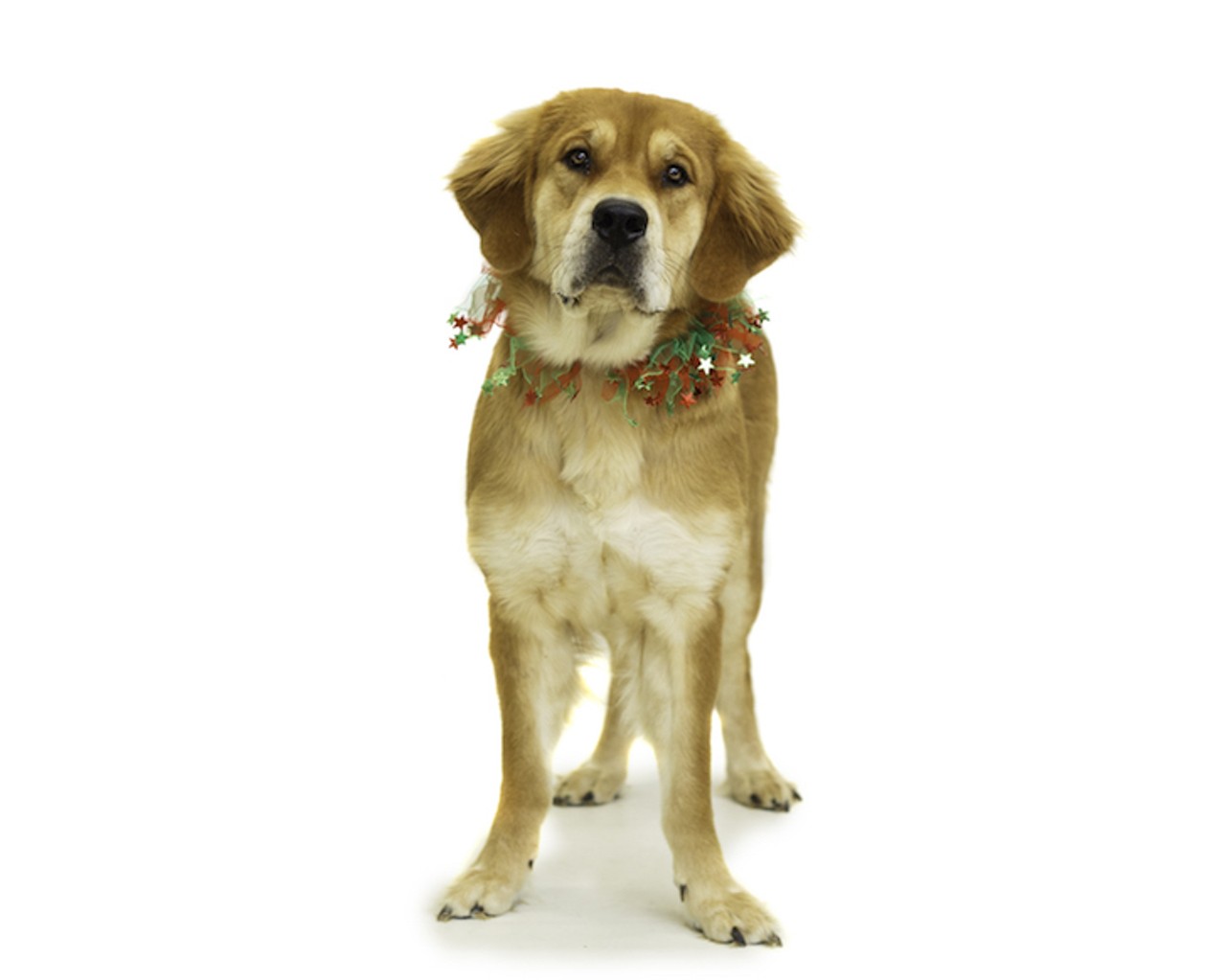 24 adoptable Christmas pups waiting to meet you at OCAS