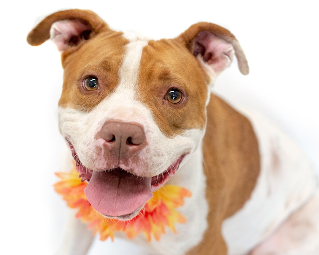 24 adoptable dogs available right now at Orange County Animal Services