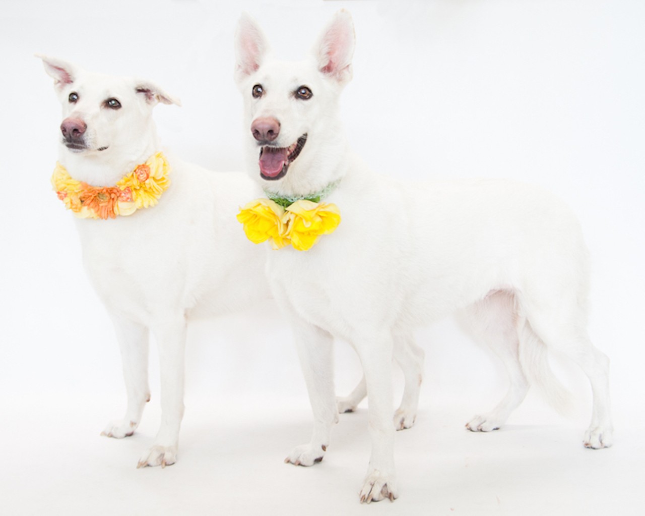 24 adoptable dogs looking for a serious relationship