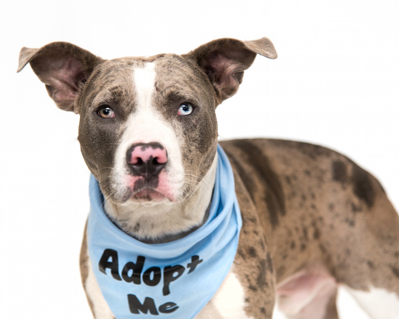 24 adoptable dogs looking for a serious relationship