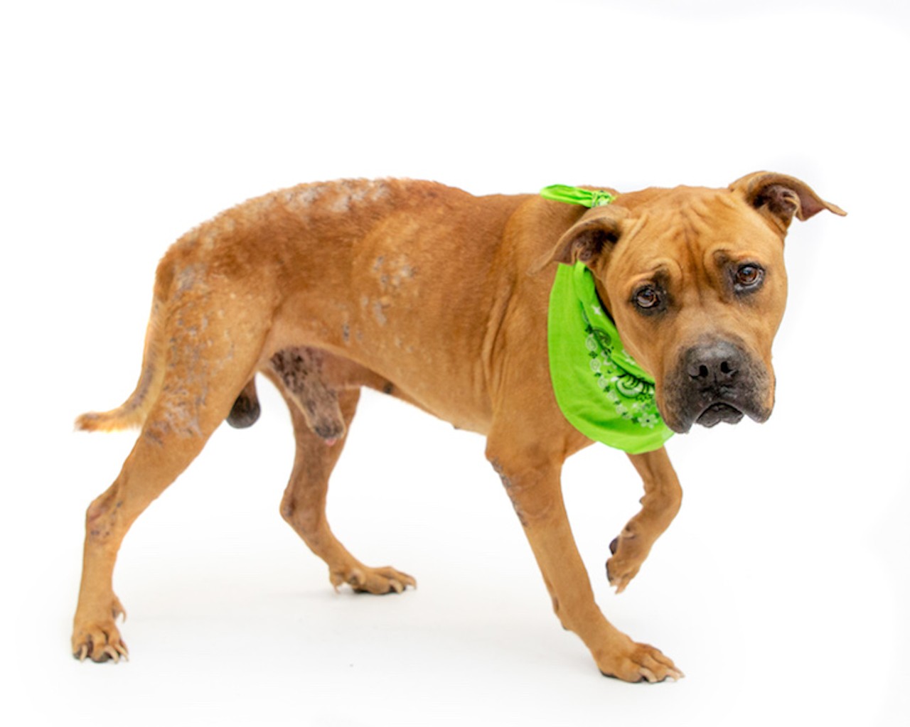 24 adoptable Orange County dogs looking for a new human