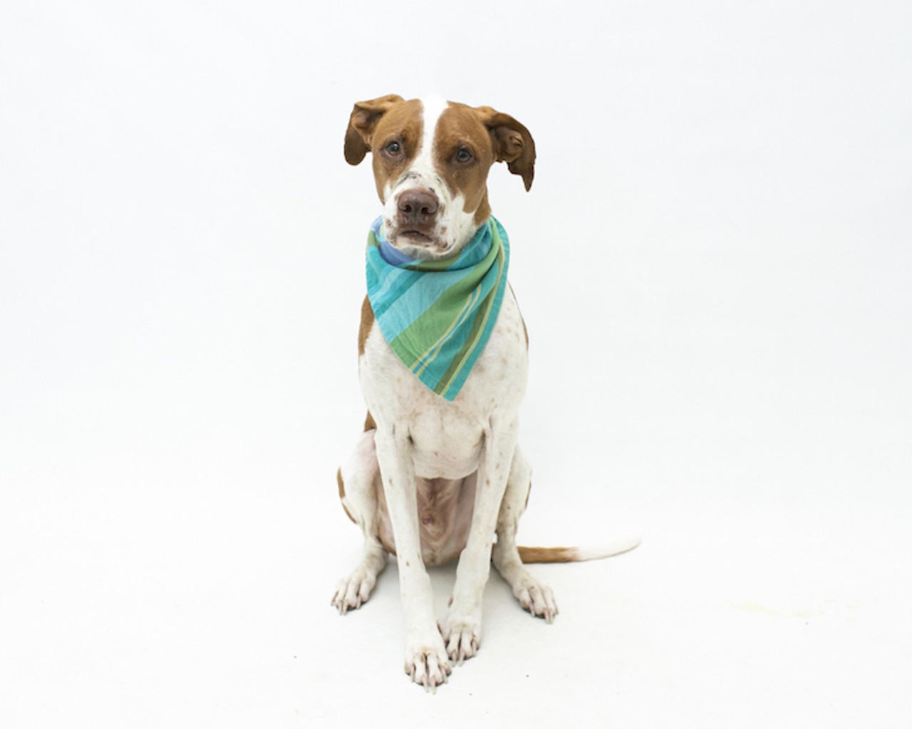 24 adoptable pups available right now at Orange County Animal Services