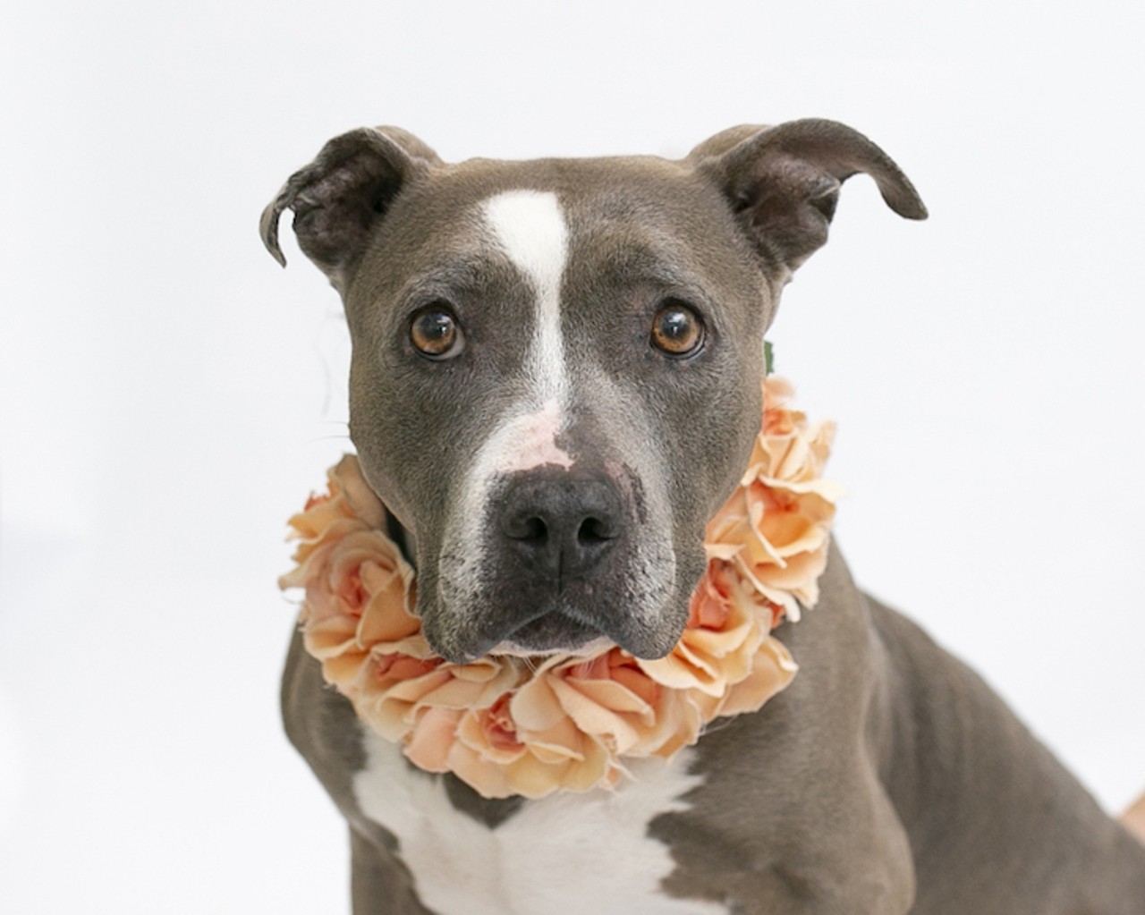 24 adoptable pups looking for a loving home in Orange County