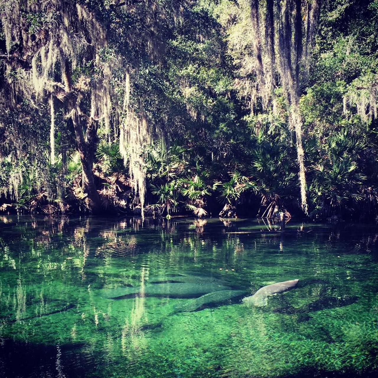 Blue Spring State Park
Distance from Orlando: 45 minutes
Blue Spring is a manatee refugee that comes equipped with cabins as well as sites for RVs and tents. Manatee viewing is of course the main activity, but you can also scuba dive (with certification), snorkel, or go on a boat tour of the St. Johns River. 
Photo via Blue Spring State Park/Facebook
