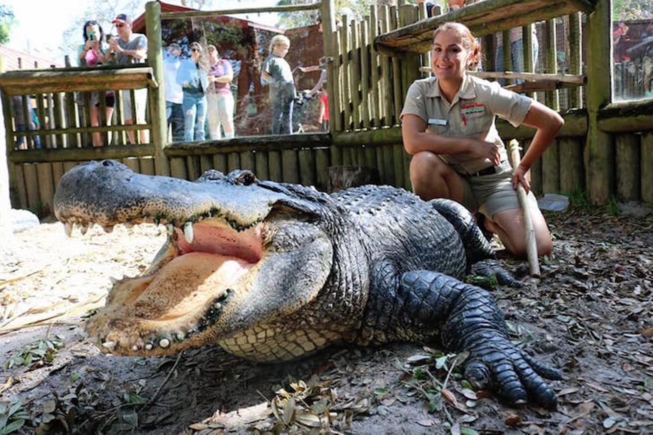 Hold a gator at the St. Augustine Alligator Farm
Estimated driving distance from Orlando: 1 hour 50 minutes 
Alligators are no strangers to Florida, but have you ever held one? If you have the guts, head to St. Augustine&#146;s Alligator Farm and Zoological Park to experience it first-hand. You can also check out some albino alligators and other animal exhibits, like &#147;Lemurs of Madagascar&#148; and &#147;Wading Bird Rockery.&#148; 
Photo via St. Augustine Alligator Farm Zoological Park /Facebook