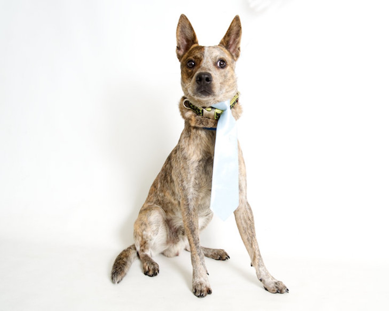 25 adoptable dogs looking for a new human ASAP