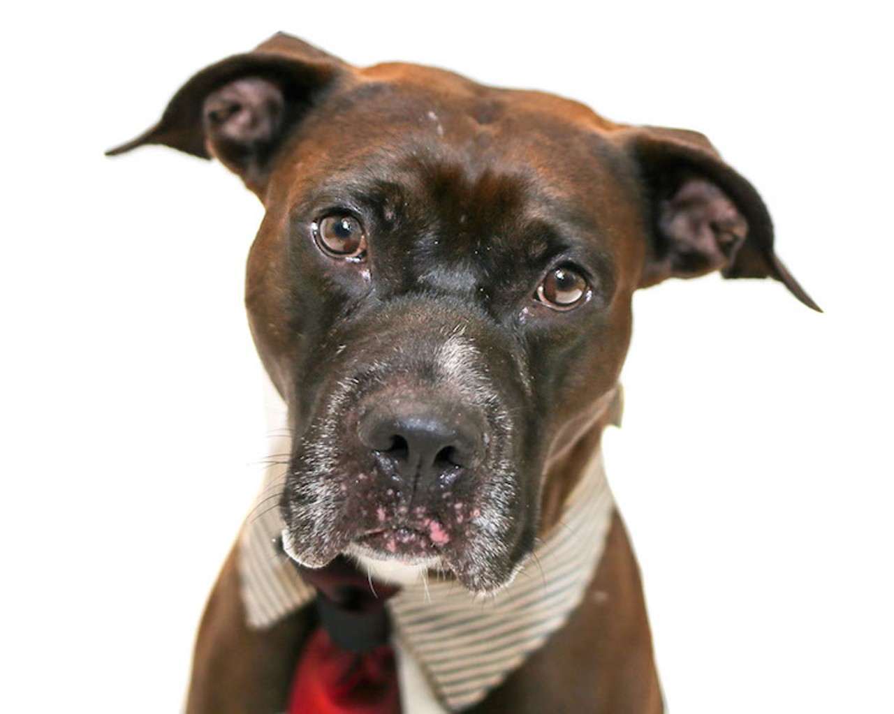25 adoptable dogs looking to bust out of the pound ASAP
