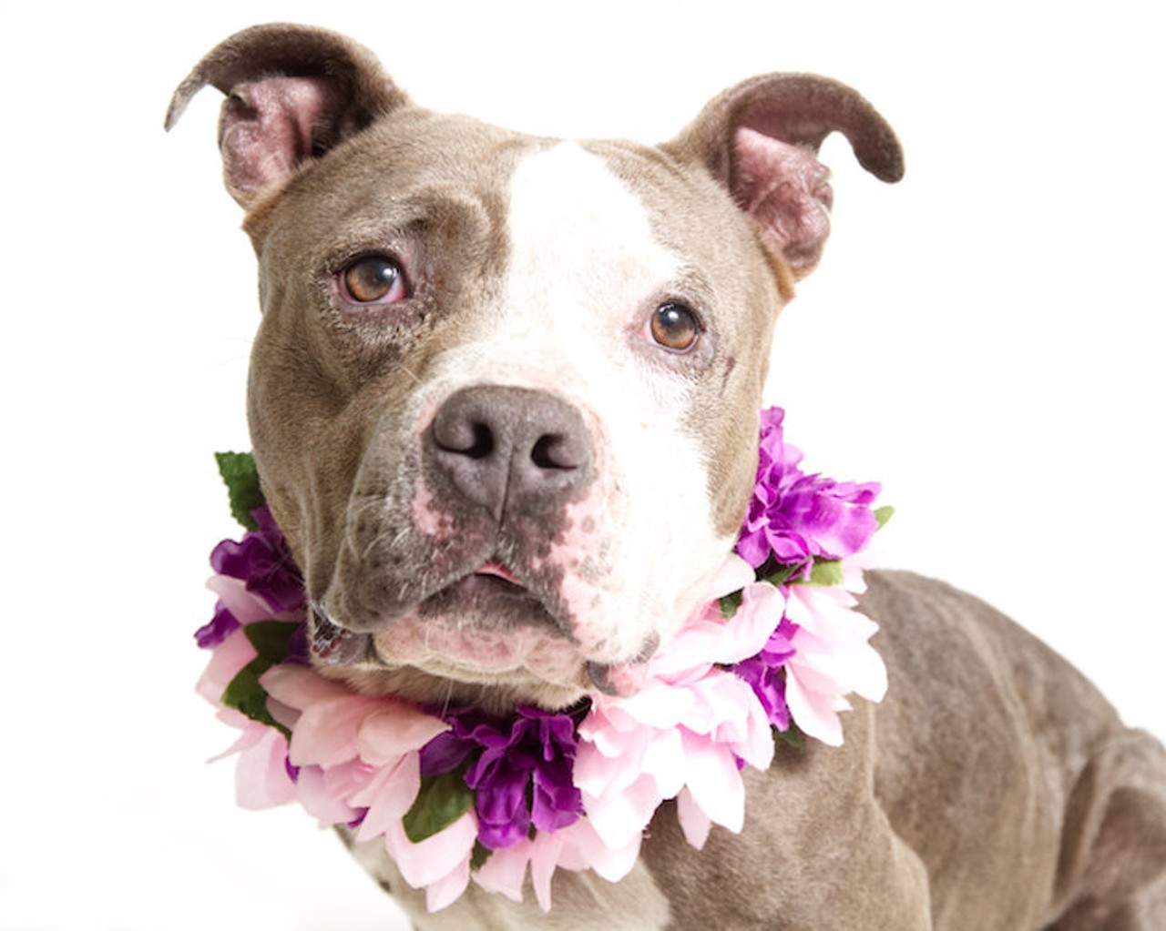 25 adoptable dogs waiting to meet you at Orange County Animal Services