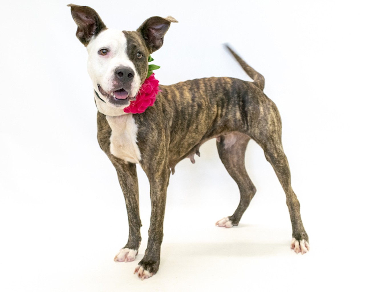 25 adoptable pups available right now at Orange County Animal Services