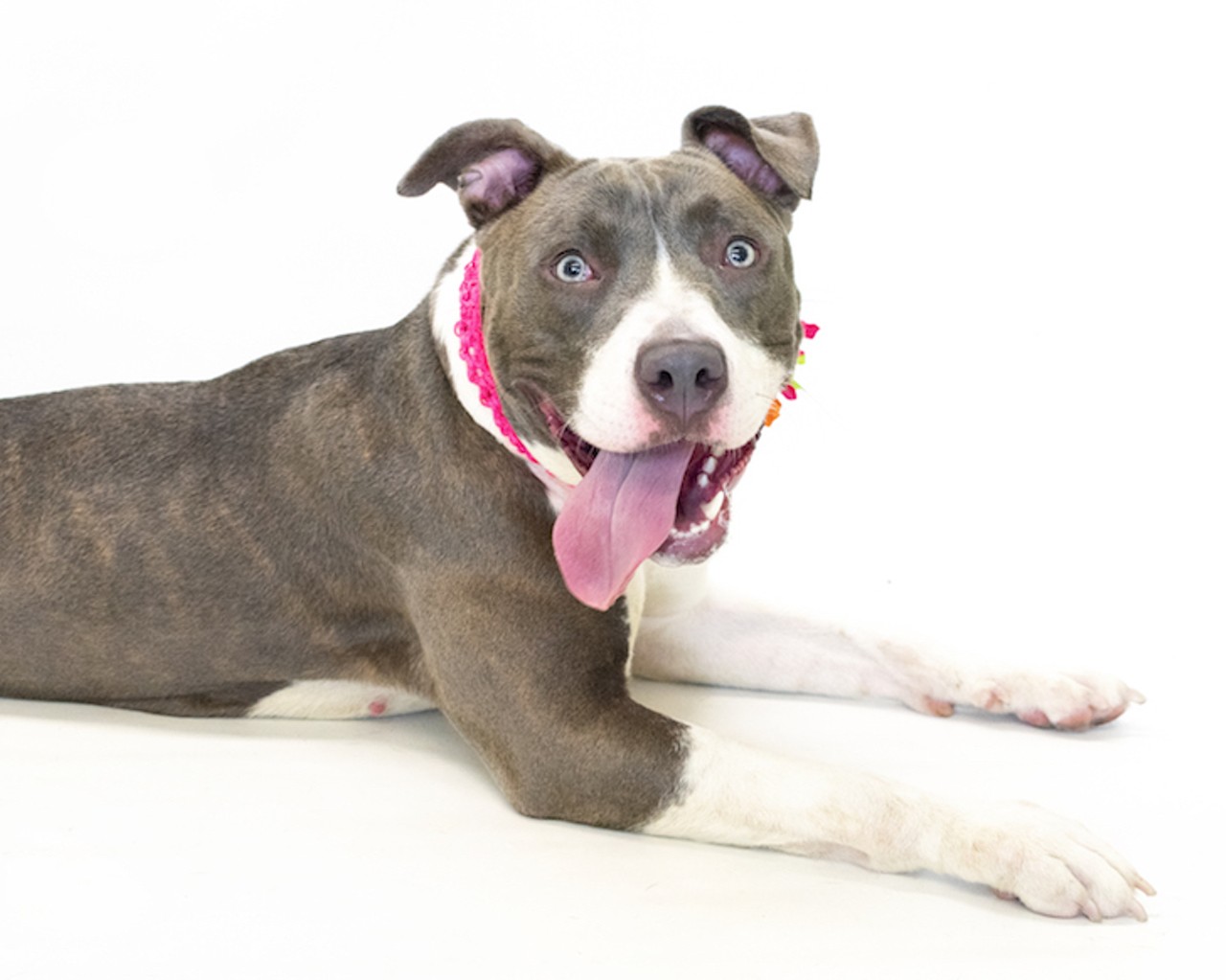 25 adoptable pups available right now at Orange County Animal Services