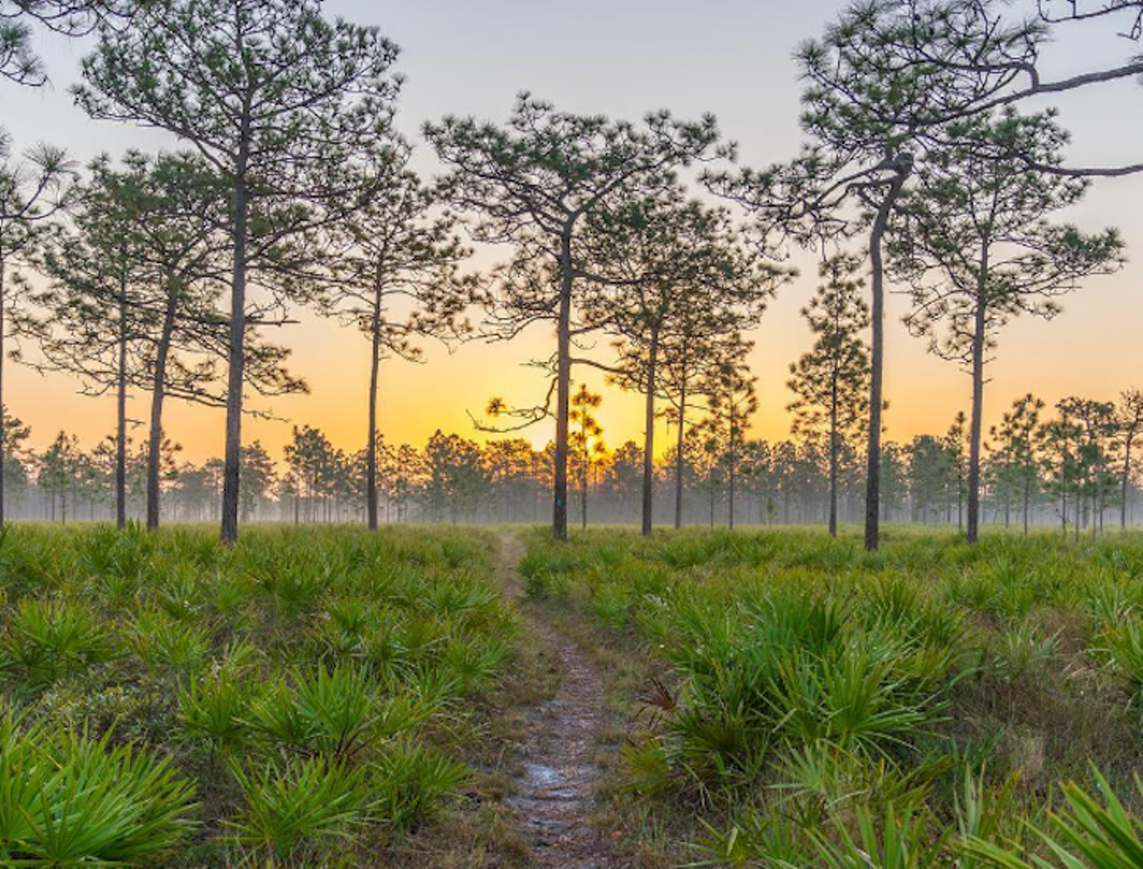 Triple N Ranch
Callahan, FL 32011
This rugged, but well-marked path takes you through 7-miles of open pine savanna and cypress domes. But it&#146;s also a hunting preserve, so make sure you check the website before you head out into potentially more dangerous wilderness.  
Photo via steven.wood.1213/Instagram