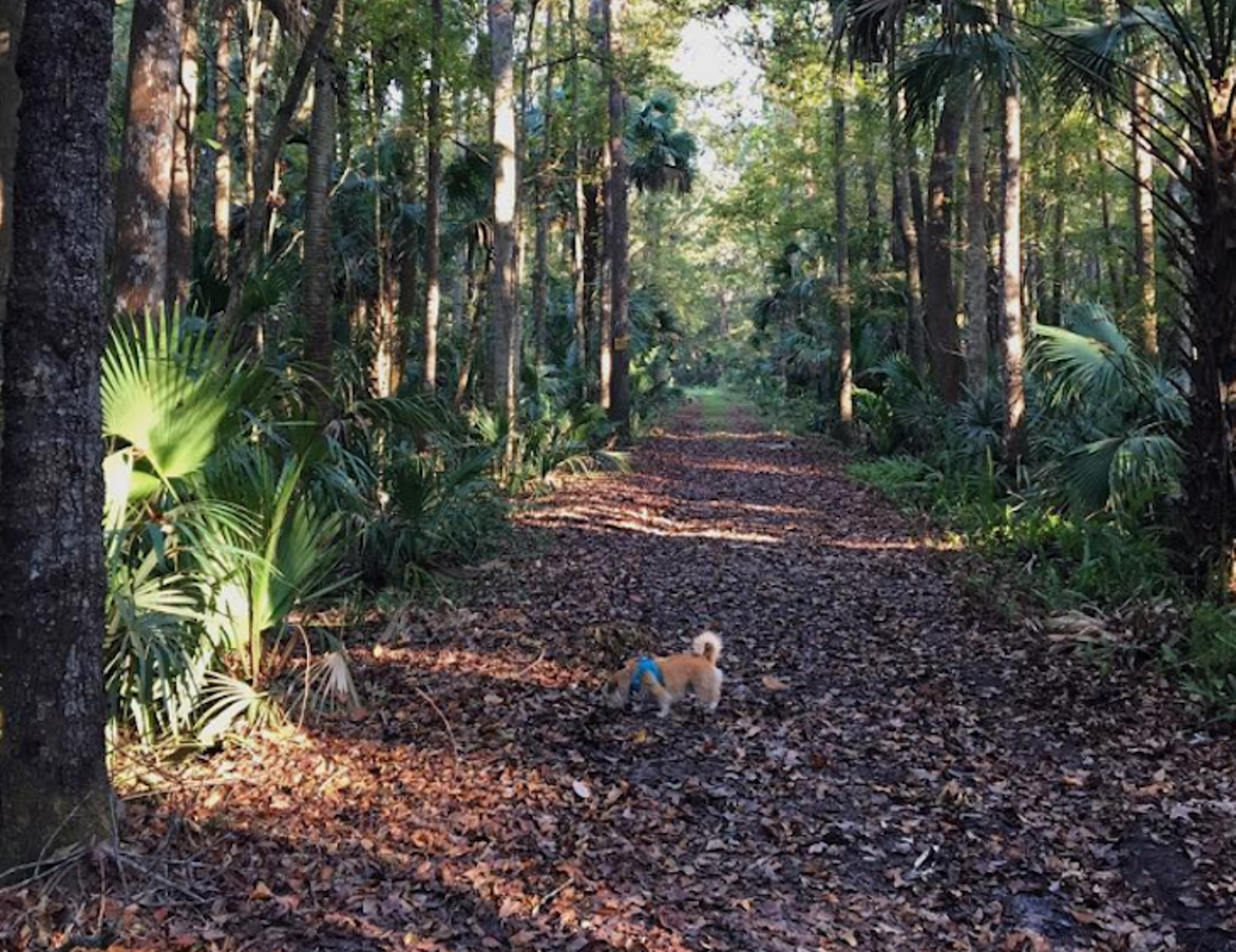 Sabal Point Sanctuary
8300 FL-46, Sanford, FL 32771
This seven-mile shaded corridor follows an old logging tramway right through the heart of a 2,500-acre floodplain forest.
Photo via perryfrance/Instagram