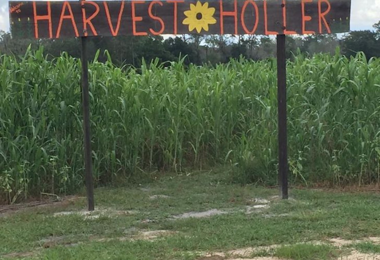 Lose yourselves in the Harvest Holler Corn Maze
Located in Lakeland, this family-owned farm offers a corn maze every weekend through Nov. 11. There is also a variety of additional family-friendly activities offered, such as a pumpkin patch, hay ride, live farm animals and MAWMAW&#146;s Country Store, where you can purchase homemade jams. Adult admission for the corn maze is $10.50. More information here 
Photo via Harvest Holler Corn Maze/Facebook
