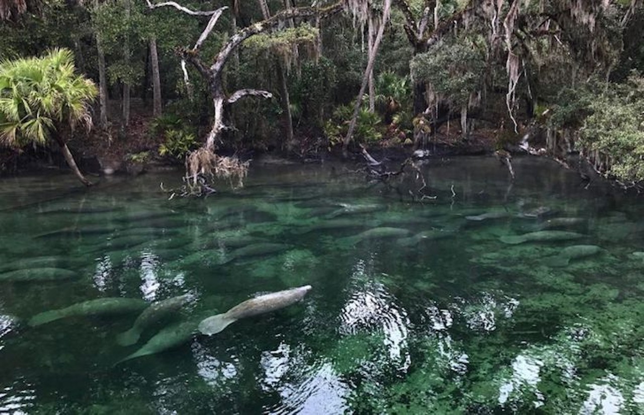 Blue Spring State Park
2100 W French Ave., Orange City, 386-775-3663
It should be a crime to live in Florida and not take advantage of the state&#146;s beautiful, crystal clear springs. Plus, you can&#146;t call yourself a real Floridian until you see a manatee in person, and Blue Spring is always packed with these gentle giants during the winter months. 
Photo via marielaenlaluna/Instagram