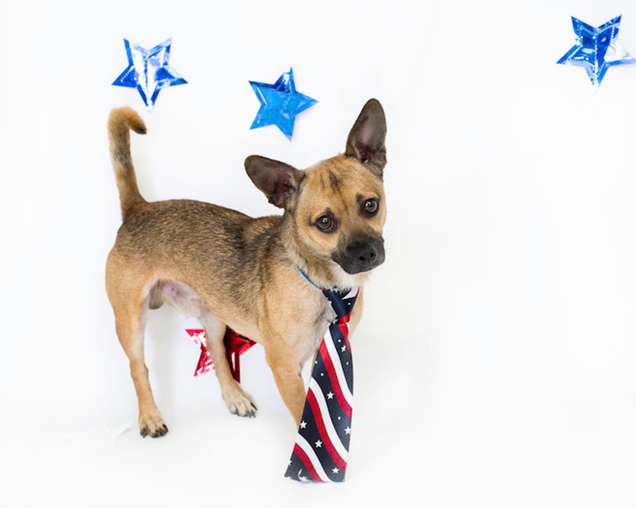 25 patriotic pups looking for homes at OCAS