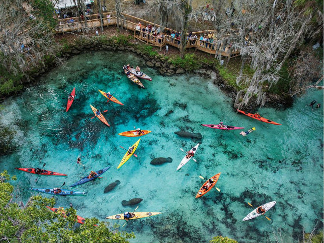 Swim with the manatees at Blue Springs
2100 W. French Ave.; 386-775-3663; floridastateparks.org
"Take a kayak tour of a bioluminescent lagoon at the Merritt Island National Wildlife Refuge near Titusville. A guide from A Day Away Kayak Tours  will help make sure you don't lose your way in the dark."
Photo via Florida State Parks