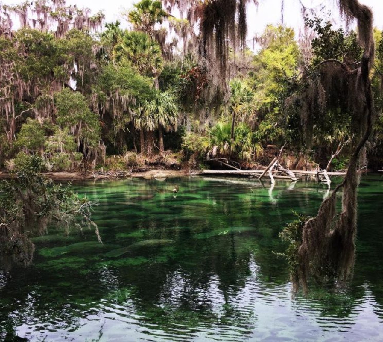 Blue Spring State Park
2100 W French Ave, Orange City, FL 32763; 50 minutes from Orlando 
Claiming the title of the biggest spring found on the St. John&#146;s River, this stop on the list is manatee heaven from the middle of November until the end of March. Any in-water activity is put to a halt during this time, but once the park fully reopens, attendees can enjoy some snorkeling, boating, fishing, tubing and, if you&#146;re certified, scuba diving. 
Photo via atravelgirl12/Instagram