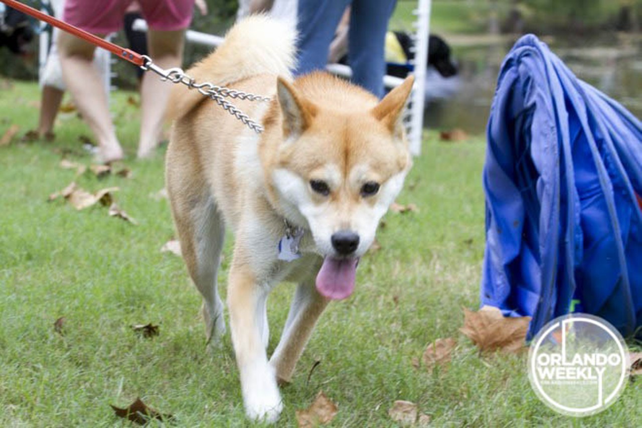 25 tail-waggin' photos from DogFest Walk 'N' Roll