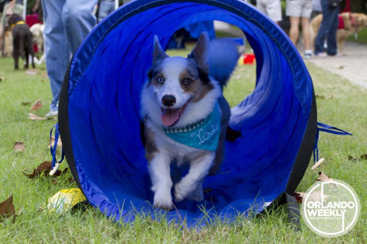 25 tail-waggin' photos from DogFest Walk 'N' Roll