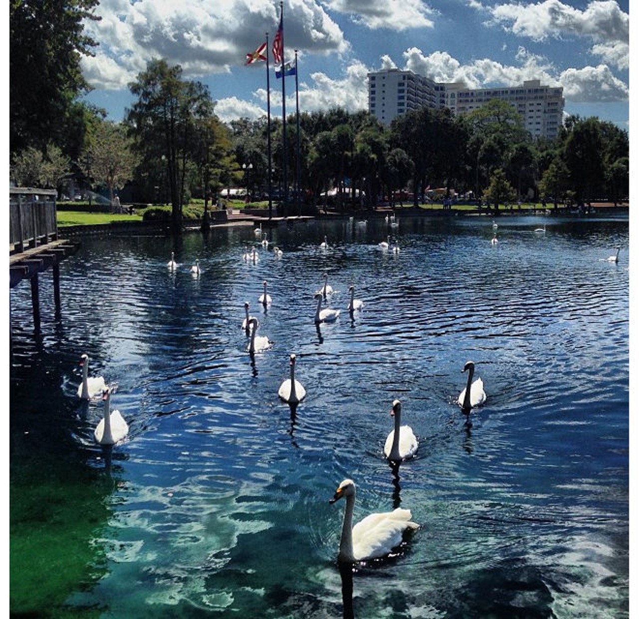 Feed one swan at Lake Eola and accidently become a Swan Lord     
Photo via vivihoge on Instagram