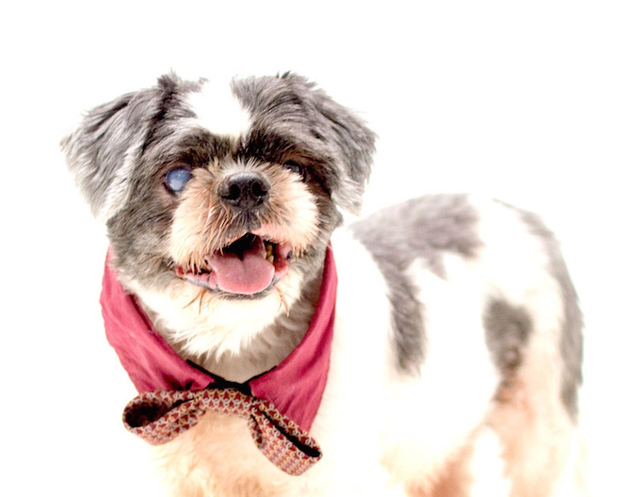 26 adorable dogs that need homes right now